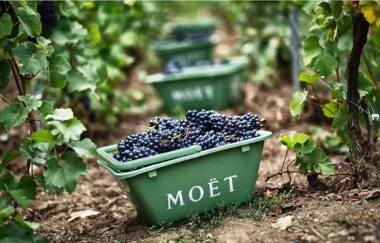 Champagne Profile - Moët & Chandon