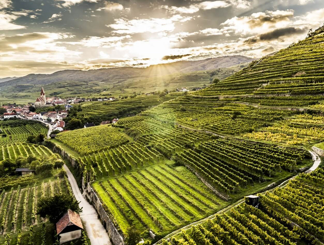 Domäne Wachau - Europe's #1 Winery