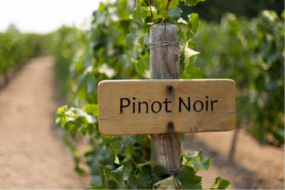 Know Your Grapes: Pinot Noir