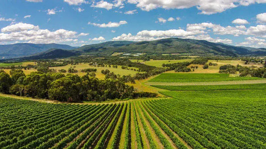 Giant Steps Wines