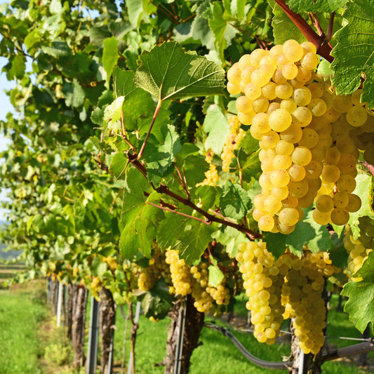 Grüner Veltliner Wines